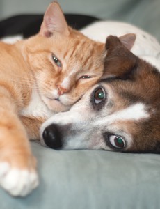 Cat and dog snuggle on bed
